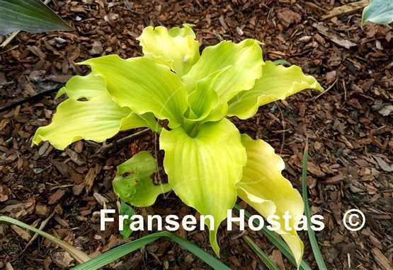 Hosta Seven Year Itch